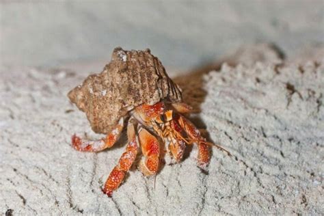 What temperature kills hermit crabs?