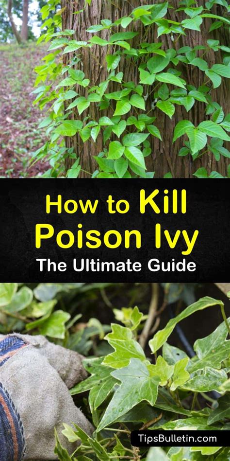 What temperature kills ivy?