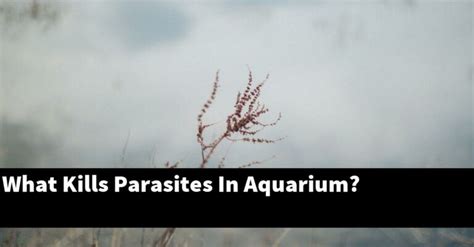 What temperature kills parasites in fish?