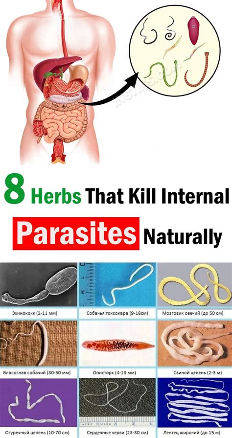 What temperature kills parasitic worms?