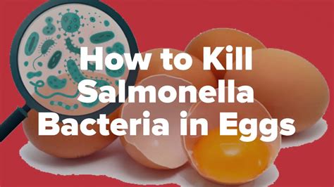 What temperature kills salmonella in eggs?