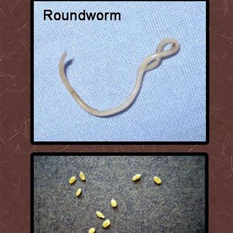 What temperature kills tapeworm larvae?