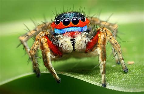 What time are Jumping spiders most active?