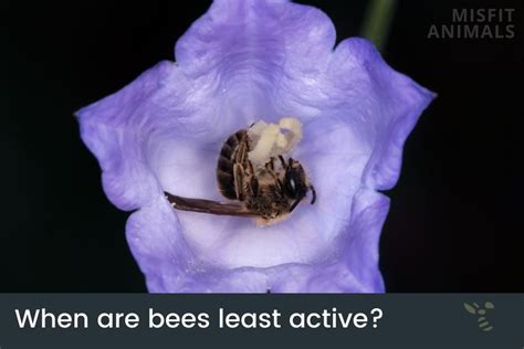 What time are bees least active?