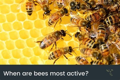 What time are bees the most active?