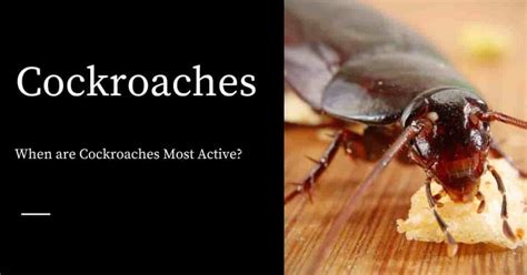 What time are cockroaches most active?