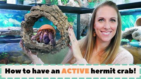 What time are hermit crabs most active?