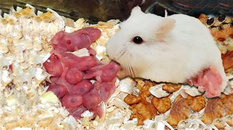 What time do hamster give birth?