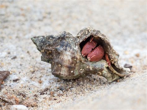 What time do hermit crabs go to sleep?