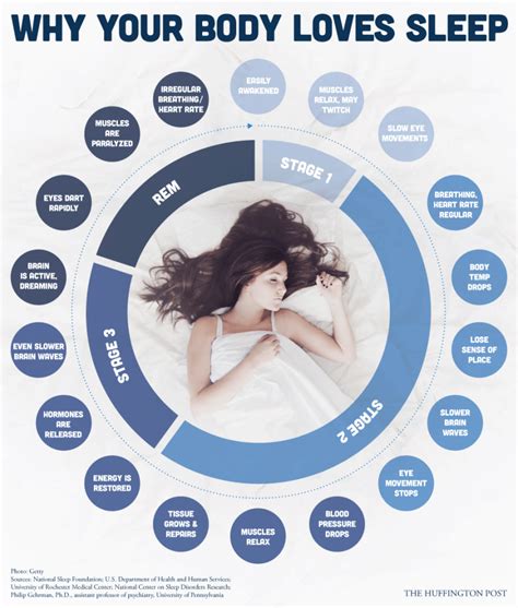 What time does the body repair during sleep?