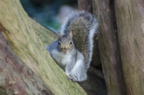 What time of day are squirrels most active?