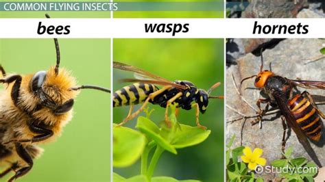 What time of day are wasps least active?