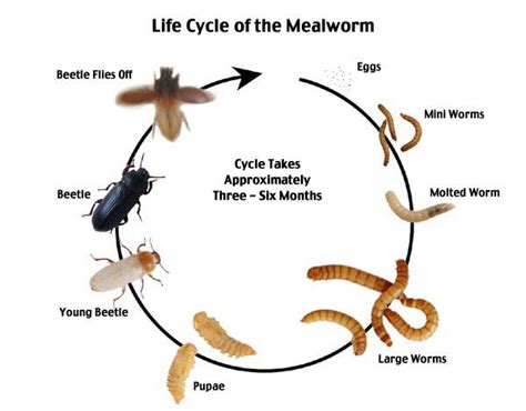 What time of day are worms most active?