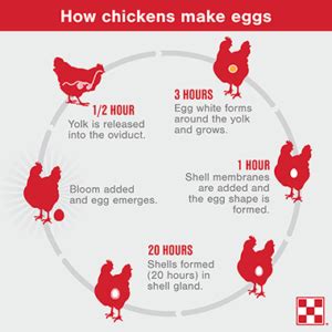 What time of day do chickens lay eggs?