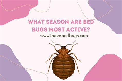 What time of night are bed bugs most active?
