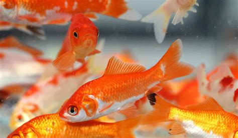 What time of the year do goldfish breed?