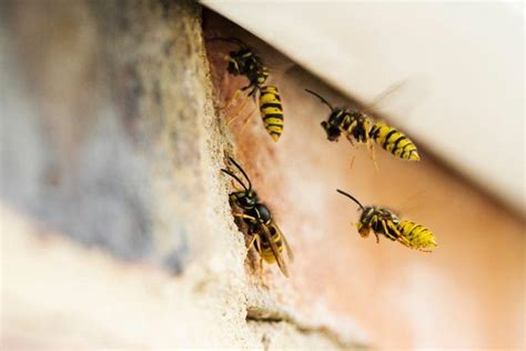 What time of year are wasps most active?