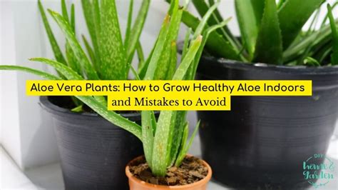 What to avoid in aloe?