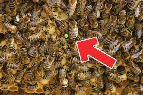 What to do if I find a queen bee?