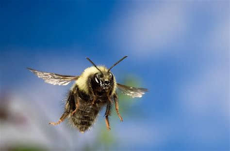 What to do if a bee is flying around you?