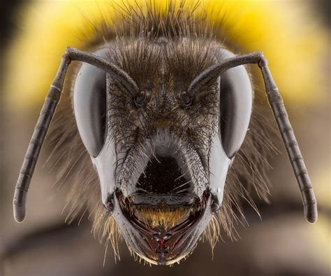 What to do if a bee sits on you?