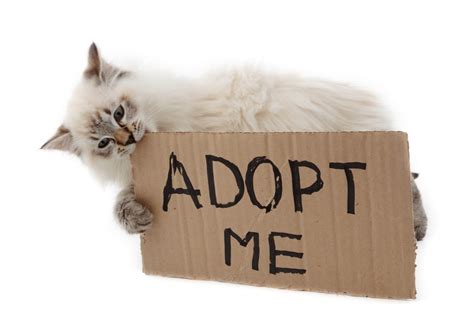 What to do if a cat adopts you?