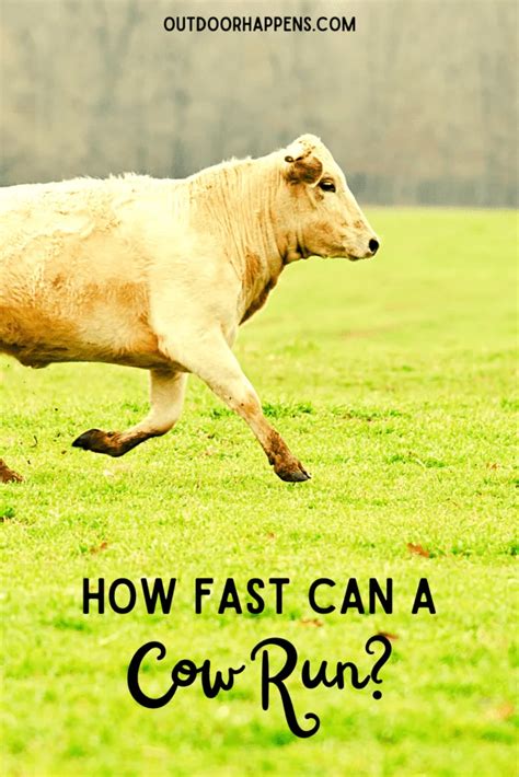 What to do if a cow runs at you?