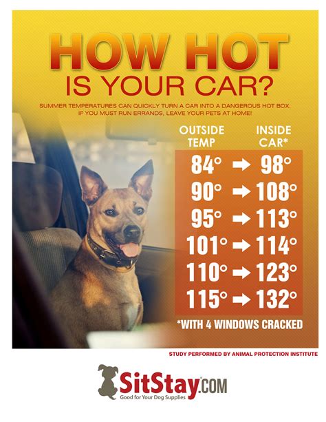 What to do if a dog is in a hot car?