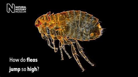 What to do if a flea jumps on you?