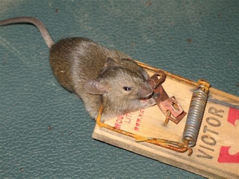 What to do if a mouse is caught in a trap but still alive?