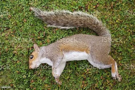 What to do if a squirrel dies?