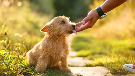 What to do if a stray dog licks you?