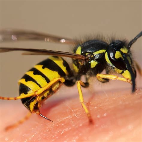 What to do if a wasp gets close to you?