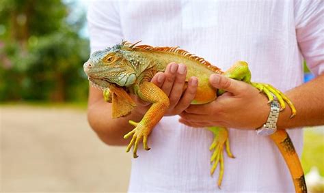 What to do if an iguana approaches you?