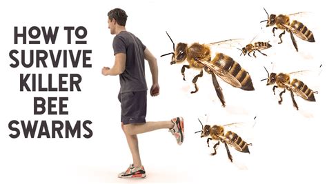 What to do if attacked by killer bees?