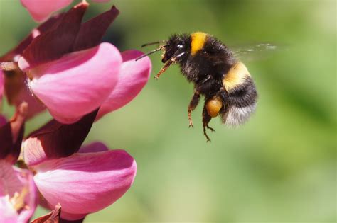 What to do if bumble bee lands on you?