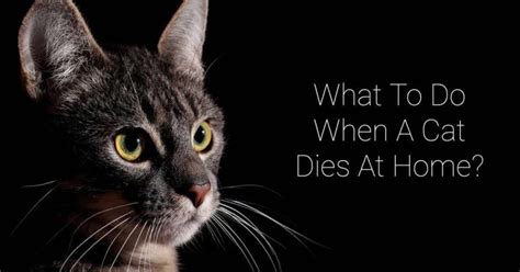 What to do if cat dies at home?