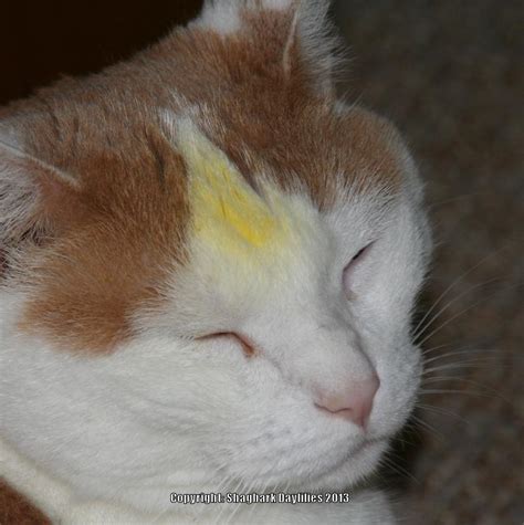What to do if cat gets lily pollen on fur?