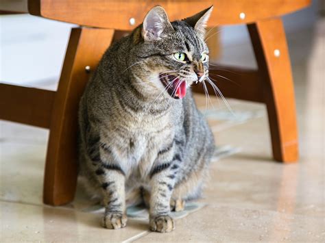 What to do if cat hisses at dog?