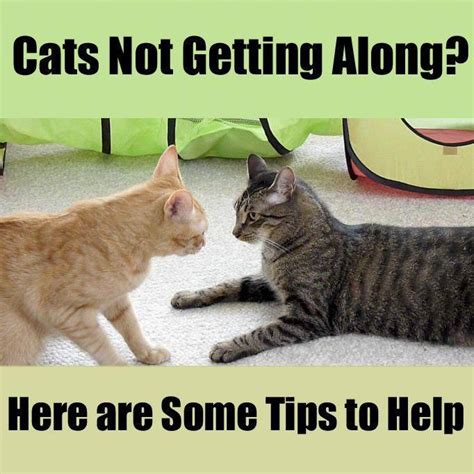 What to do if cats don t get along?