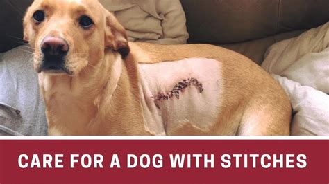 What to do if dog licked stitches?