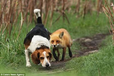 What to do if fox chases you?