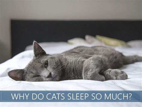 What to do if my cat is sleeping too much?