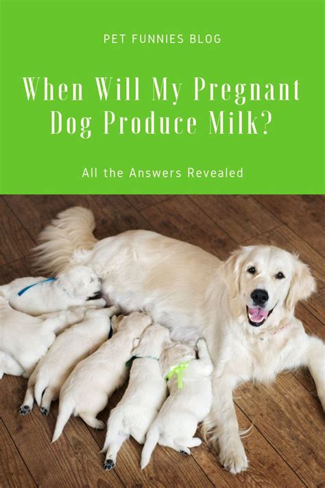 What to do if my dog has milk?