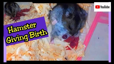 What to do if my hamster gives birth?