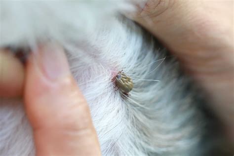 What to do if tick head stays in dog?
