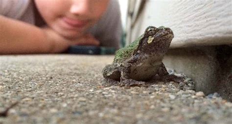 What to do if you find a frog in your house?