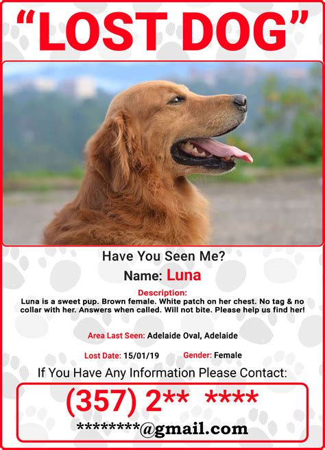 What to do if you find a lost dog?