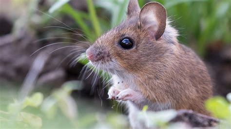 What to do if you find a wild mouse?
