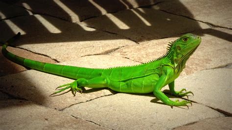 What to do if you find an iguana?